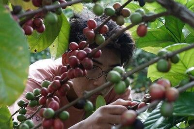 Malaysian Coffee: A State-by-State Guide