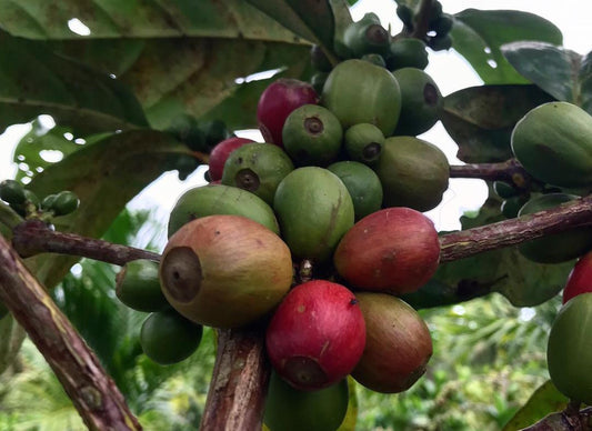 Liberica Coffee: The World's Forgotten Bean That Malaysia Never Let Go