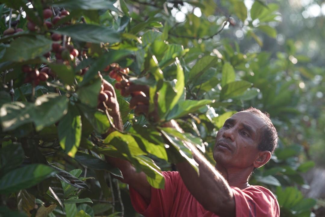 Why Malaysia Grows Three Types of Coffee (And Most People Only Know One)