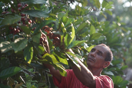 Why Malaysia Grows Three Types of Coffee (And Most People Only Know One)