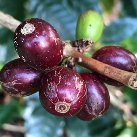 What Is Bangkit? The Story Behind Malaysia's Most Ambitious Coffee Blend