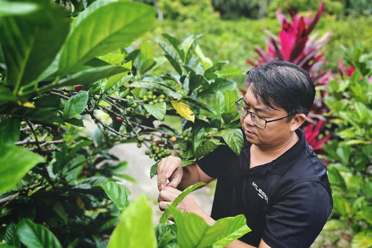 Why Johor Is the Capital of Liberica Coffee in the World